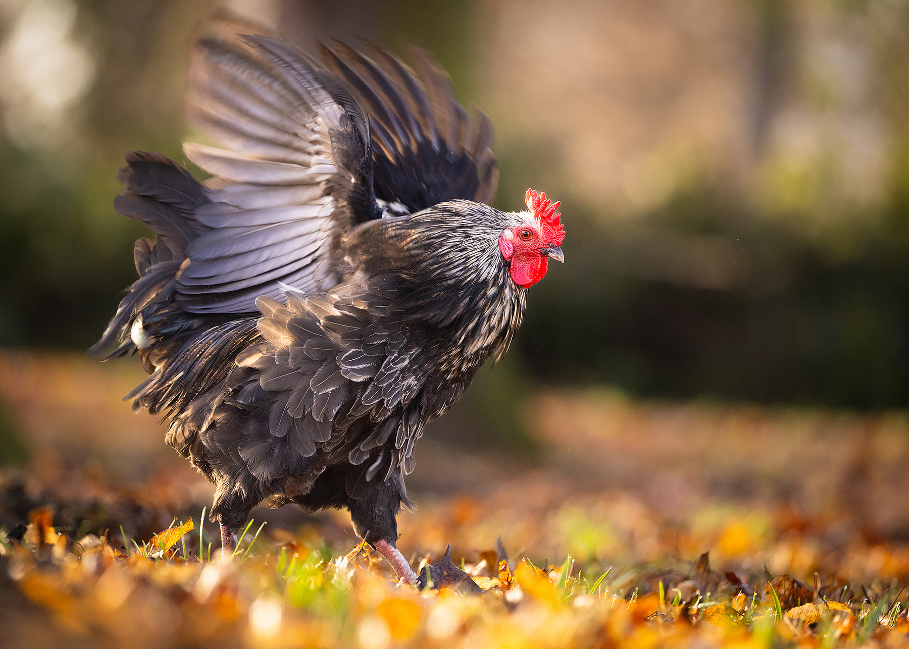 Cock 