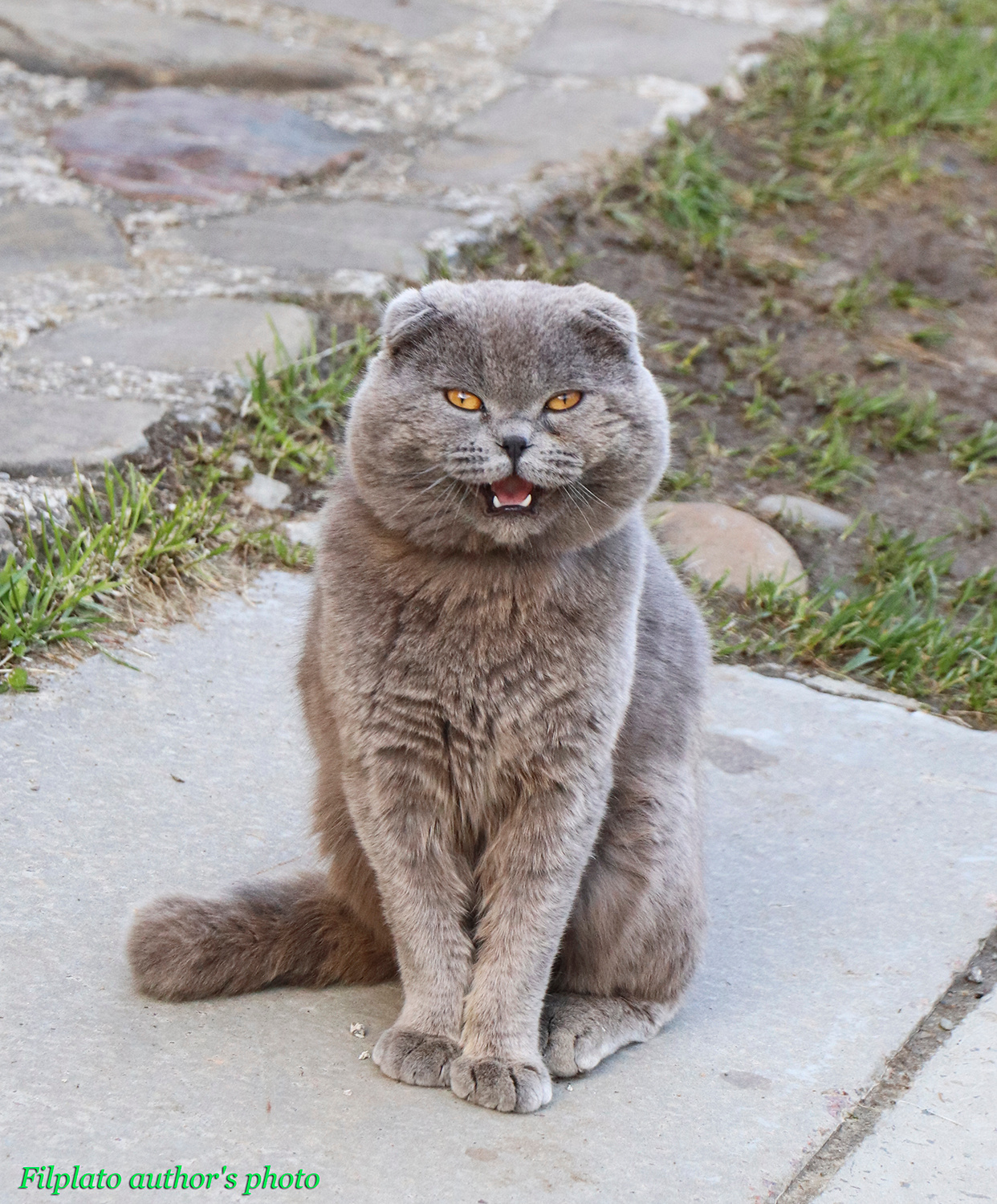 Улыбка серого кота животные кошки серый кот шотландская вислоухая кошка кошачья улыбка