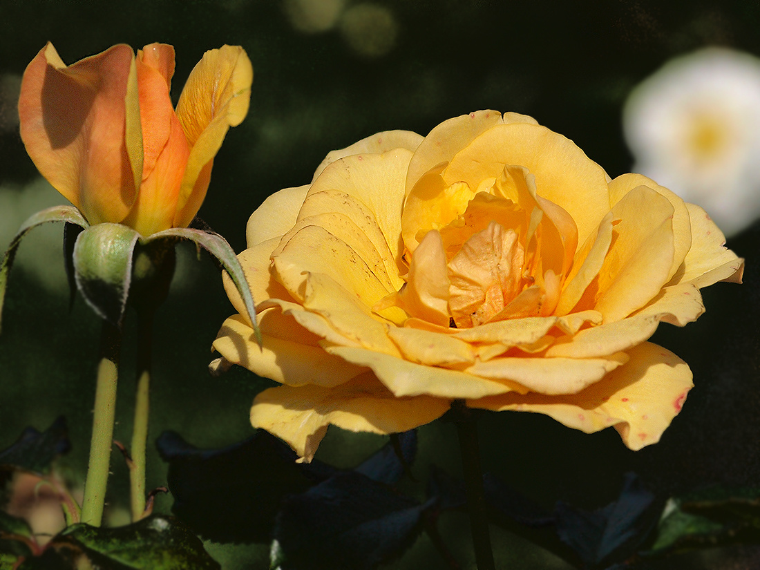 Amber Queen 
