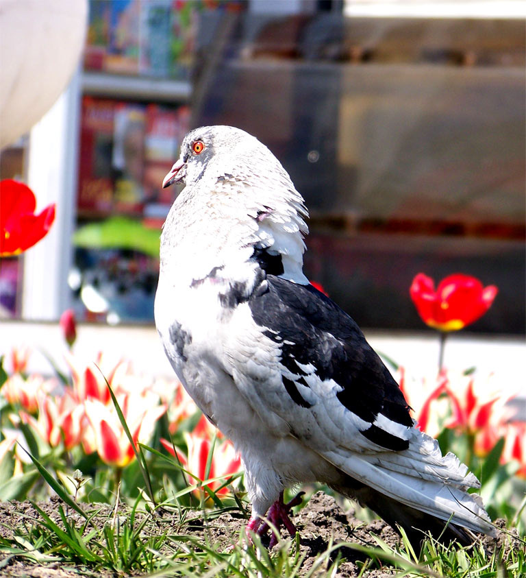 Urban Eagle городской орел