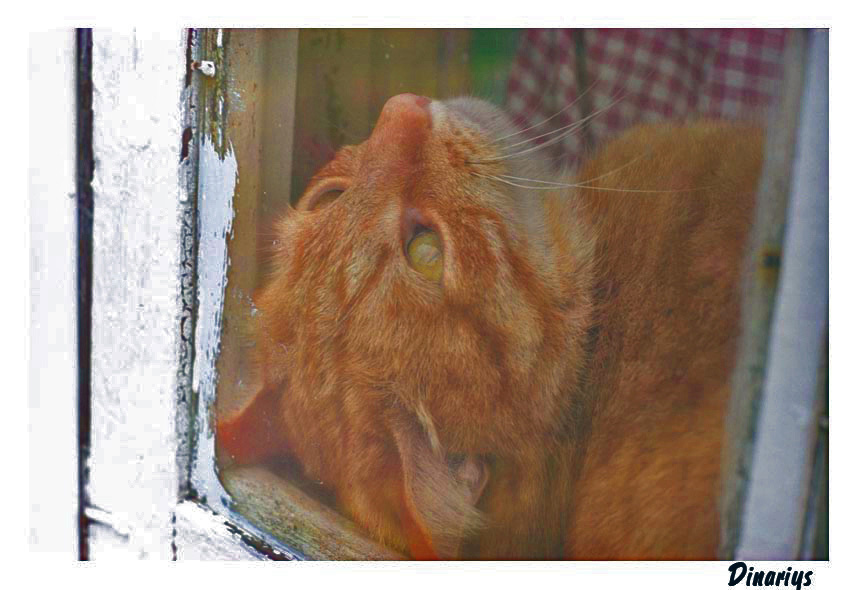 кошак 