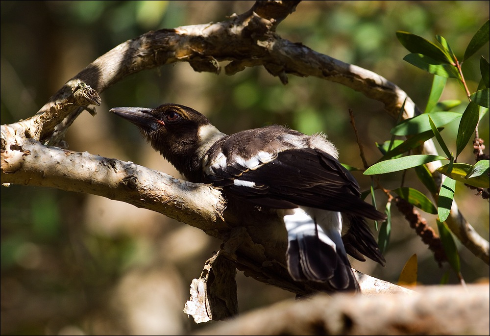Australian Magpie jr. 3 Australia, Австралия, Golden, coast, Magpie, ПТИЦА, bird ,сорока австралийская
