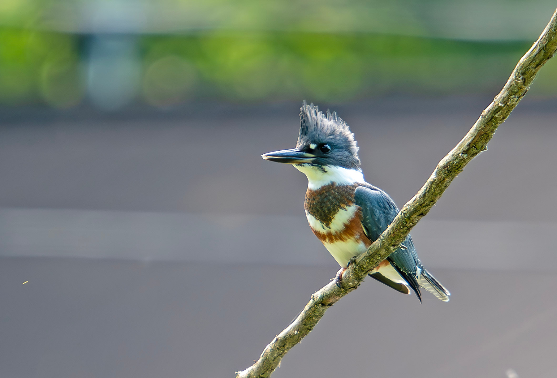 Kingfisher Птица kingfisher Зимородок