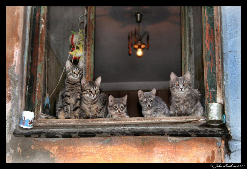 Серые начальники. коты
