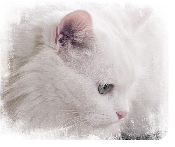 кошачья грусть кошка