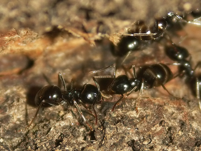 Simply ants talking each other 
