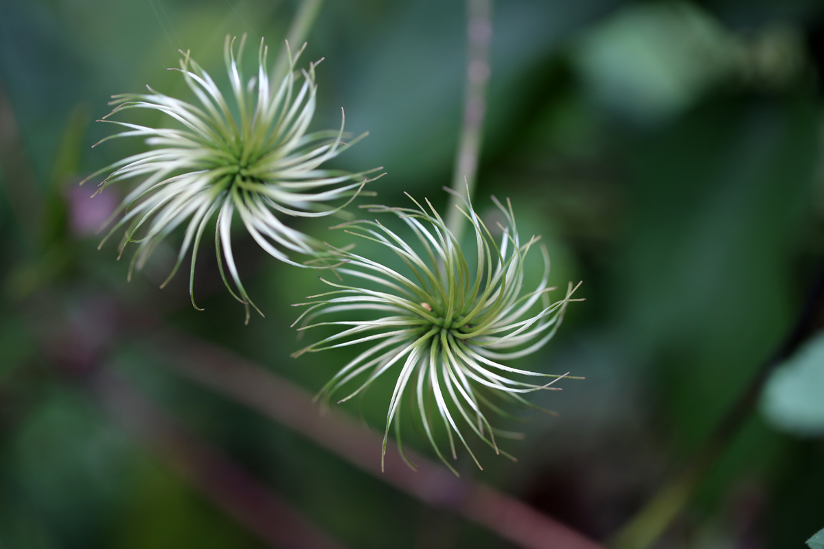 clematis clematis, flowers, 