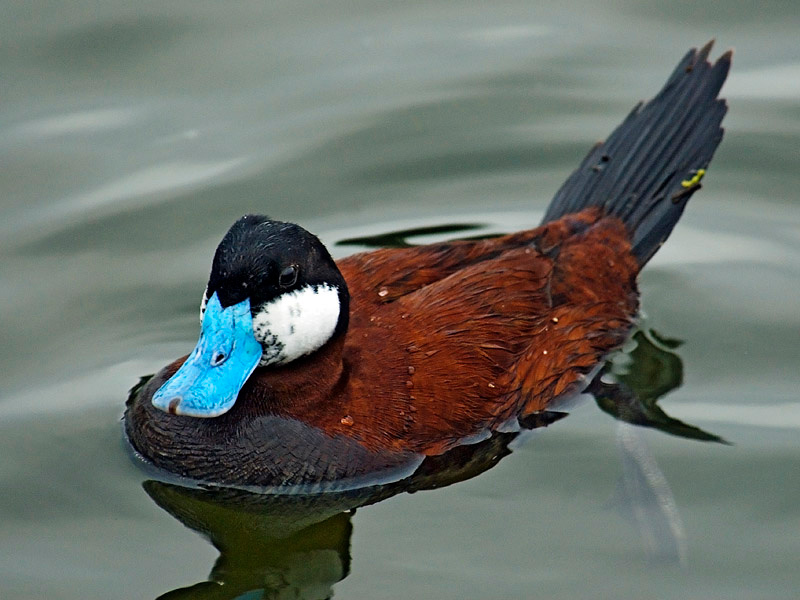 Ruddy Duck 