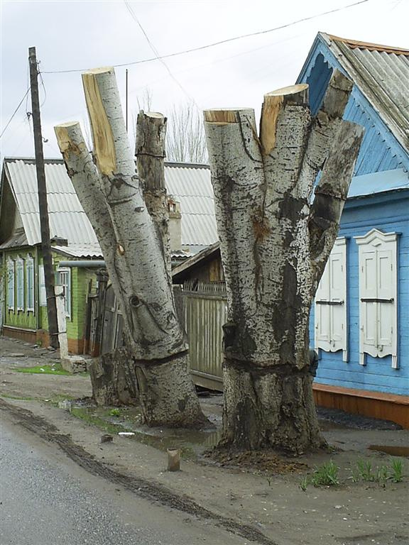 деревянные метаморфозы Деревья, спил