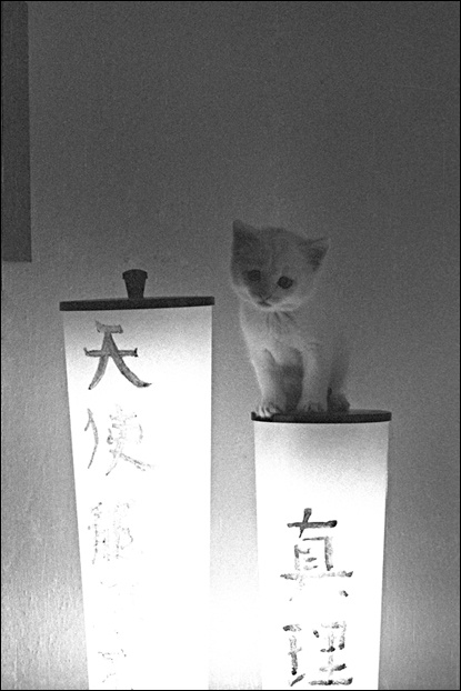 kittin` feng-shui 