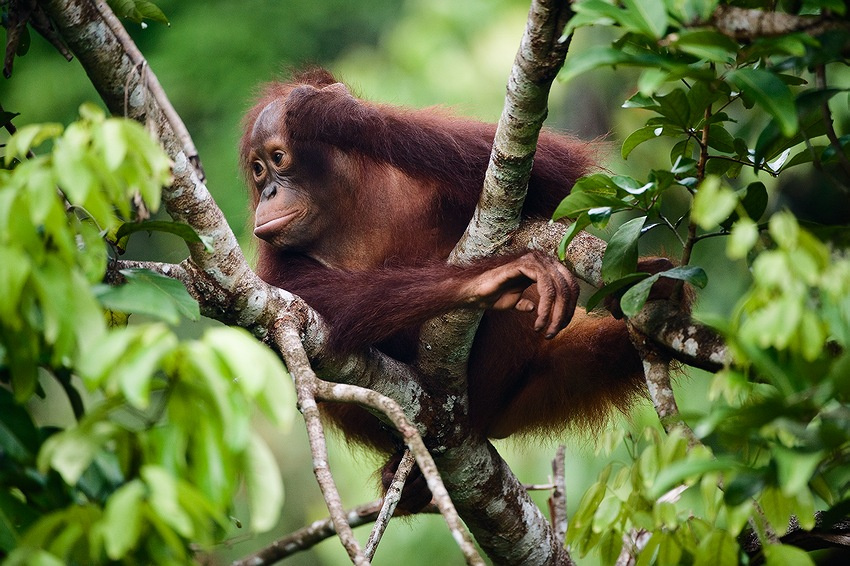Мысли и извилины. орангутан мысли ветки индонезия Pongo pygmaeus pygmaeus Indonesia orangutan