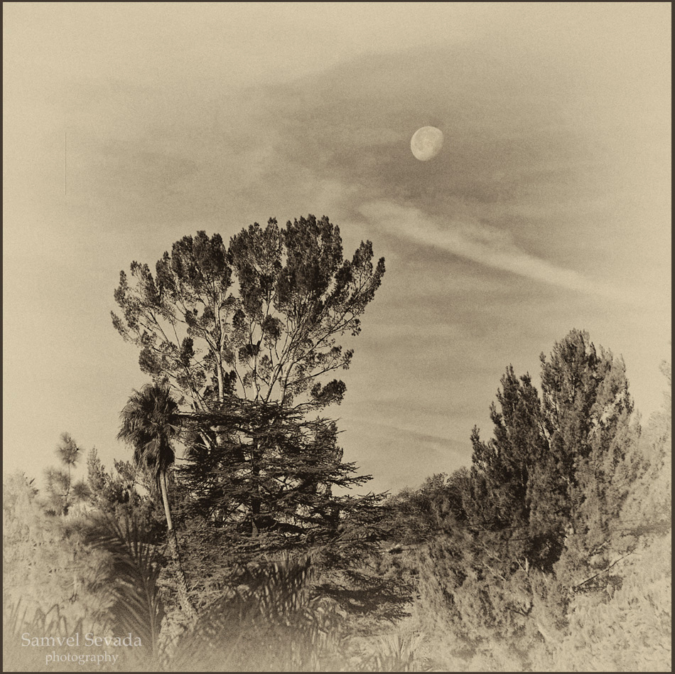 Evening 