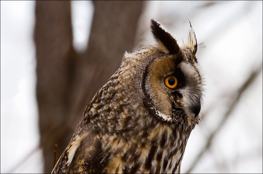 Asio otus Asio otus сова ушастая