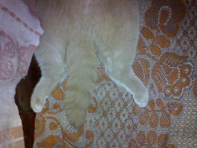 кошкин хвост кошкин хвост