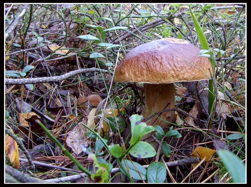Крепыш белый гриб лес осень