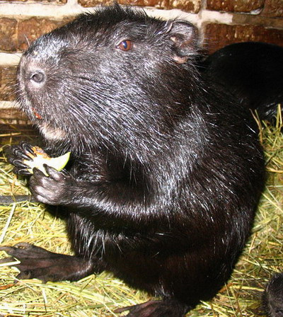 Мых 