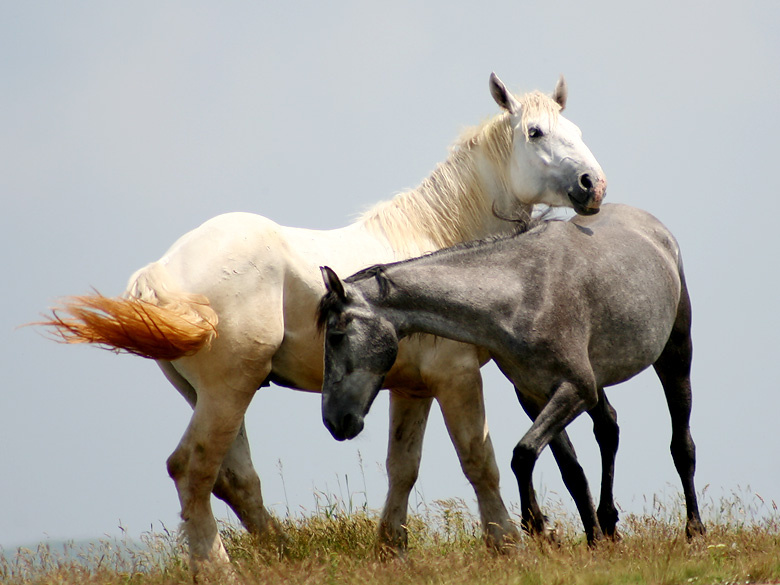 Horses horses, mountain, white, grey