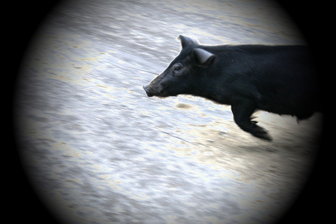 образ жизни pig
