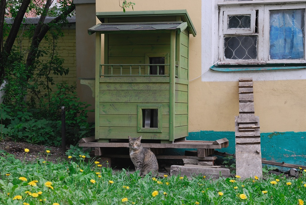*** кошка домик
