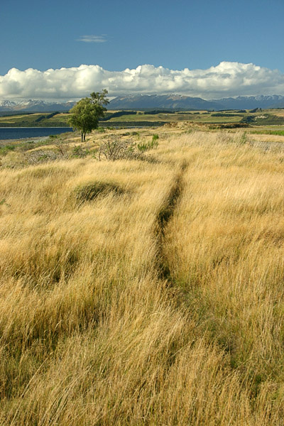 Autumn in Te Anau autumn colours grass mountains