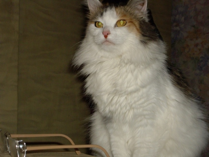 Мыслитель кошка взгляд