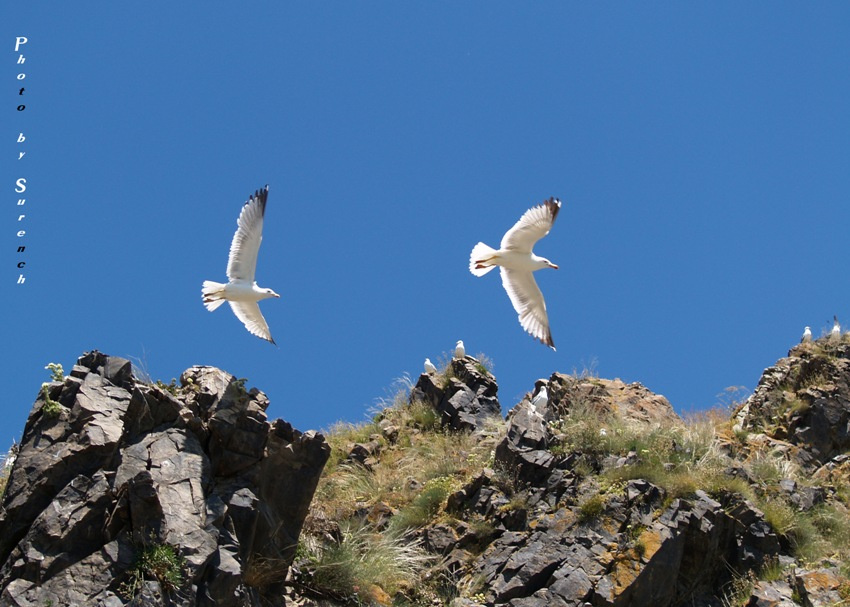 Чайки / The seagulls Чайки, озеро Севан, Гегамские горы