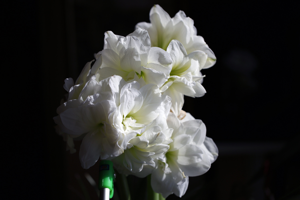 Буйство какое-то. )) Amaryllis цветы