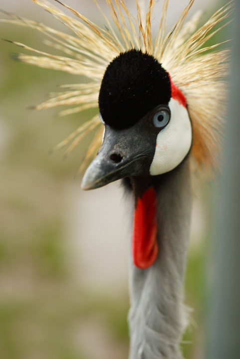 Crane 