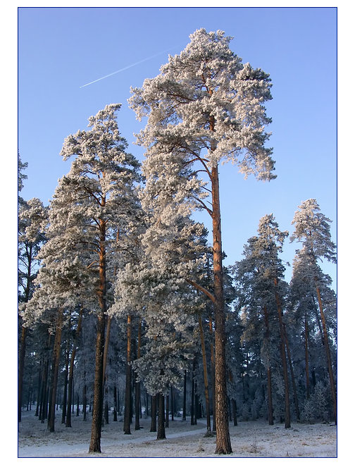 Сосны и самолёт сосны зима самолёт