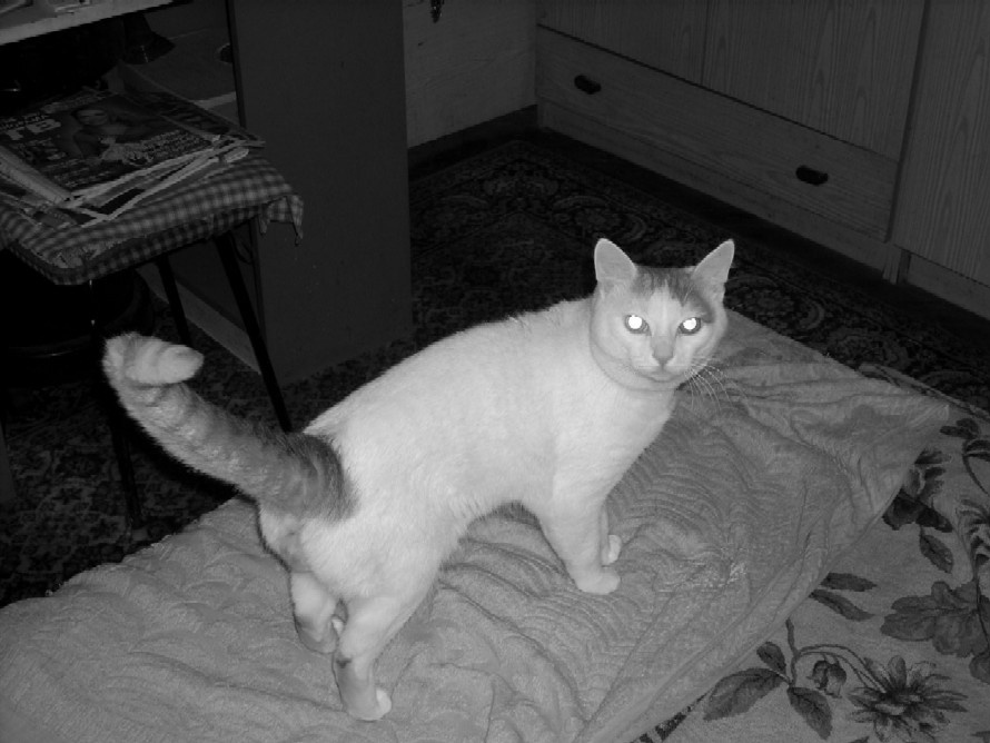 Мой кошарик кот