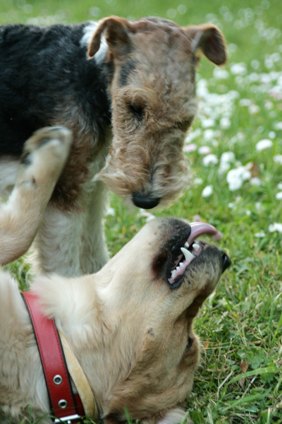 \"Это любовь - это точно!\" moscow, dogs