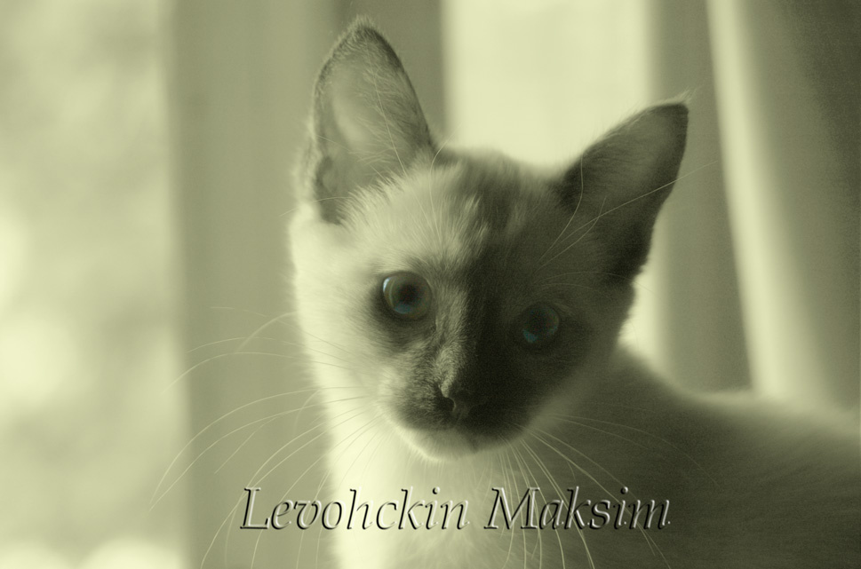 кыска 