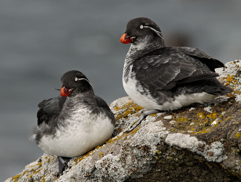 Кумушки Белобрюшка, Cyclorrhynchus psittacula, Остров Св. Георгия, о-ва Прибылова, Parakeet Auklet, St. George Island, the Pribilofs, Bering Sea, Alaska