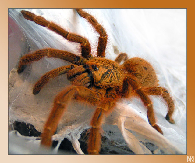 Pterinohilus sp. Usambarorange (Арахнологическая серия) Узамбарский оранжевый птициед