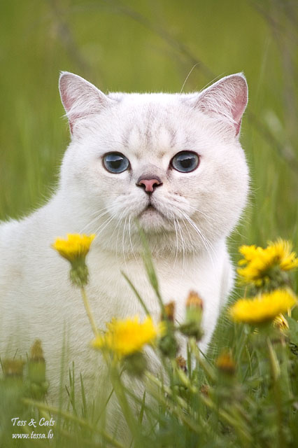 Портрет кота в одуванчиках кот одуванчики скоттиш лето