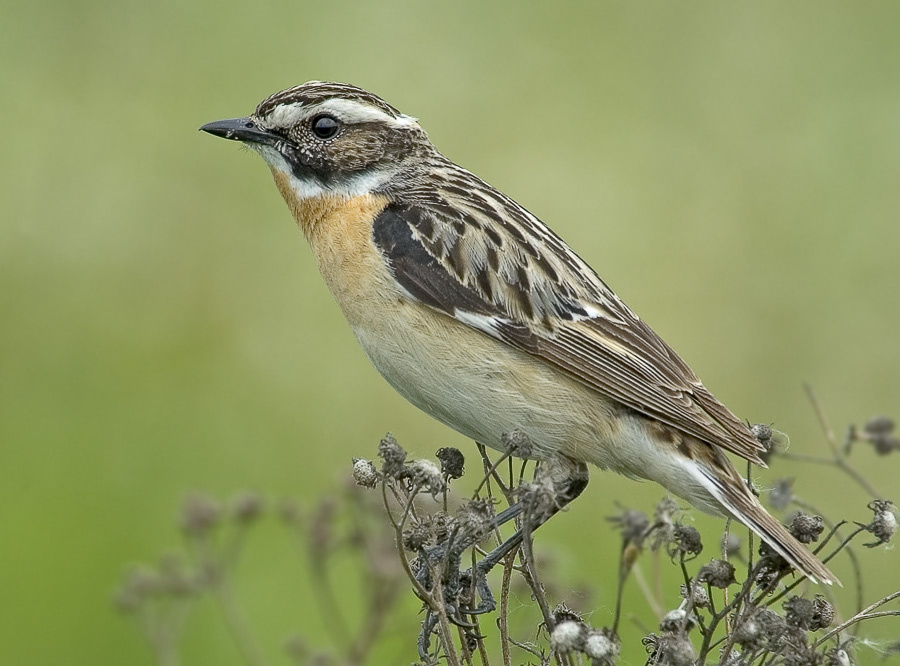 Луговой чекан Луговой чекан Whinchat Saxicola rubetra