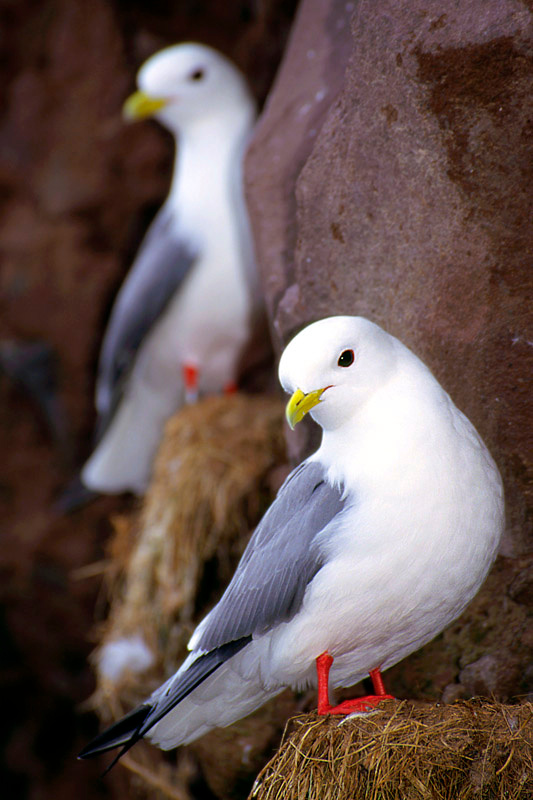 Соседки Говорушки, красноногие моевки, Rissa brevirostris, Red-legged Kittiwake, Buldir Island, Aleutians, Alaska