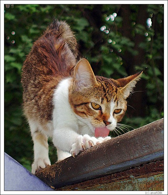 Разбудили... кошка зевает