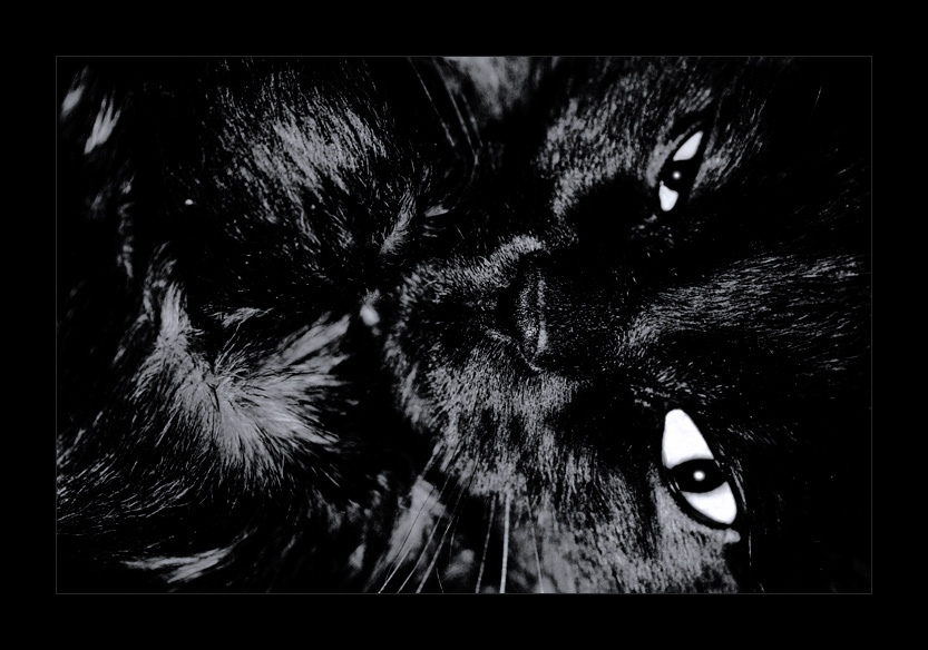 Black Cat 
