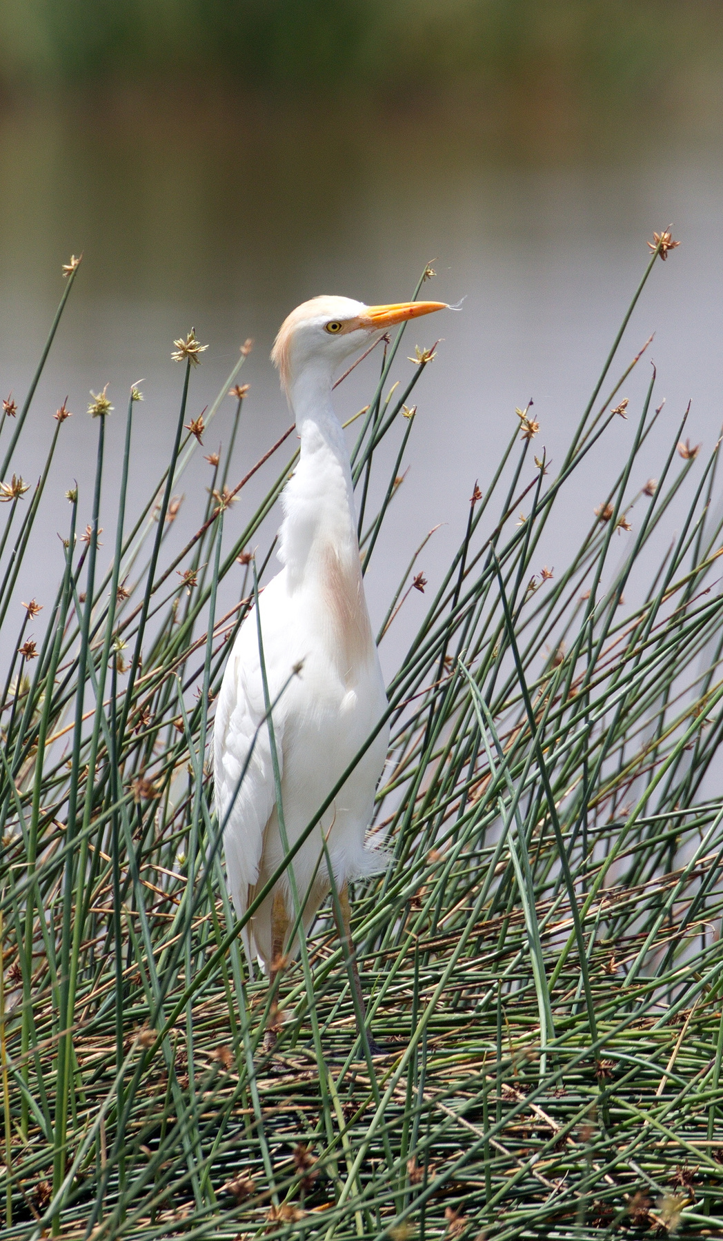 Египецкая цапля (Ardea ibis) птицы наблюдение цапля