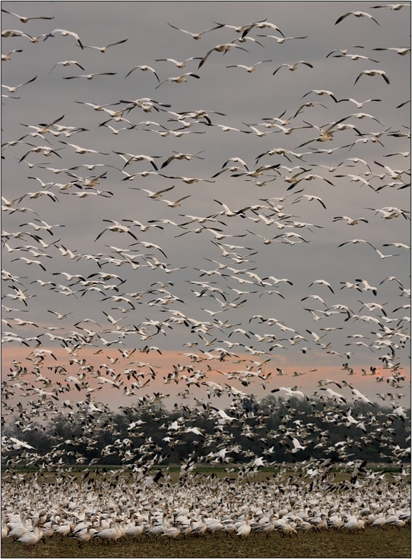 Мечта Паниковского snow goose