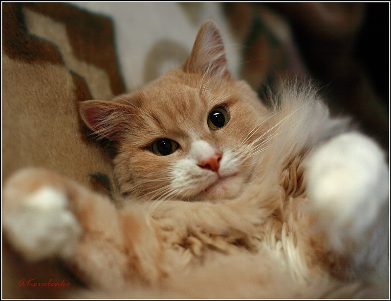 Иди ко мне любимый... Кот Тимофей