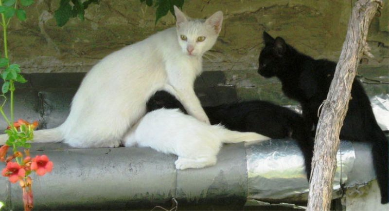 Опять опоздал... кошка, котята