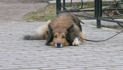 ждущий собака