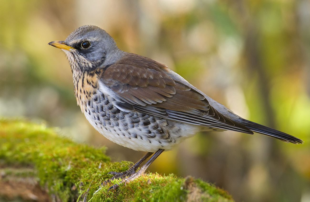 Рябинник на осеннем болоте дрозд рябинник осень болото