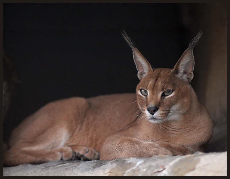 Посмотрел - как рублем одарил! каракал Felis caracal