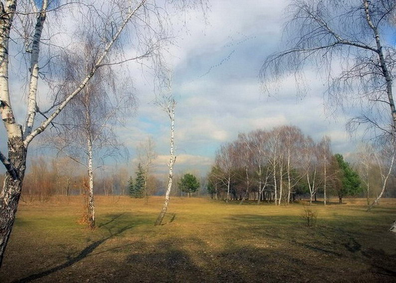 Летят журавли весна березы апрель