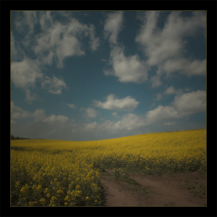 yellow garden of dreams 
