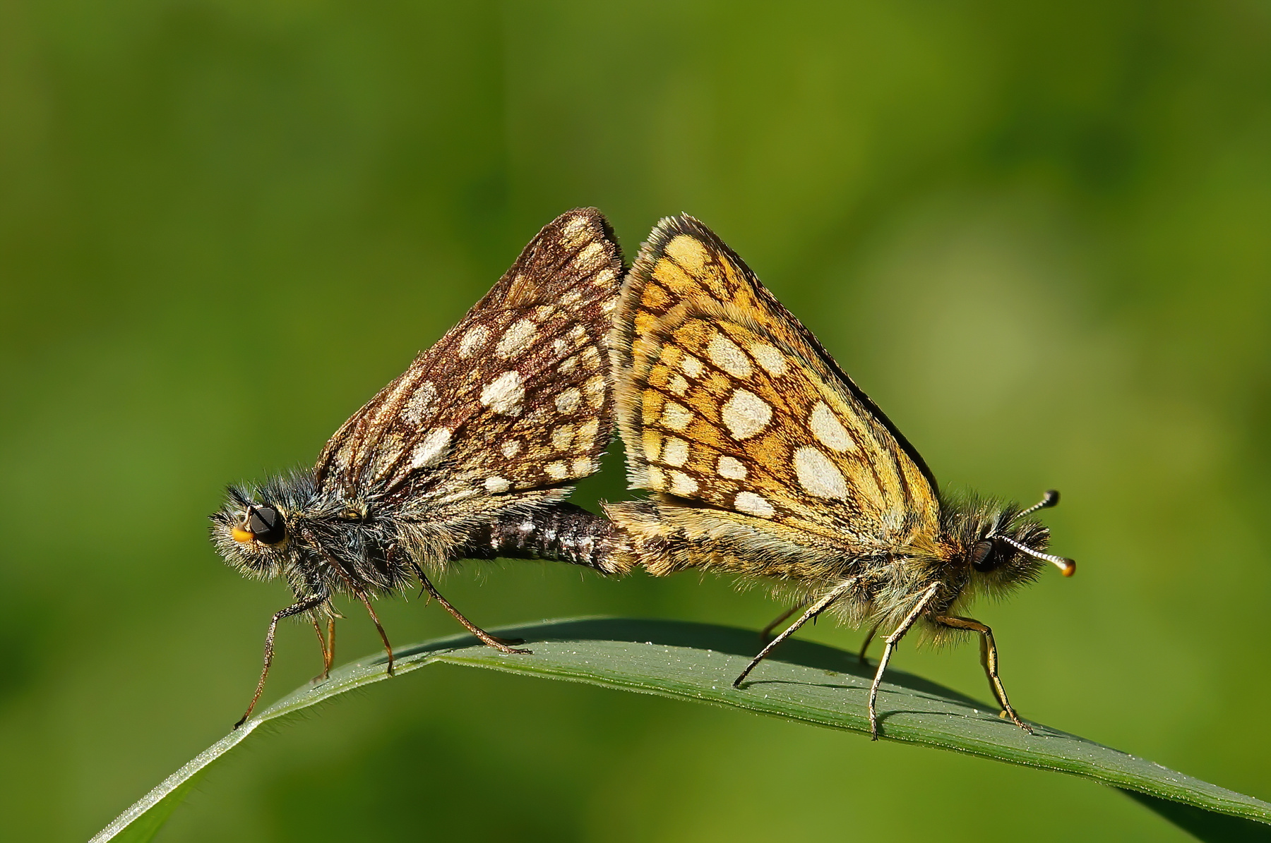 Крепкоголовка палемон (пятнистая) (Carterocephalus palaemon) 