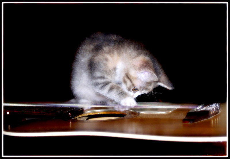 Кошачий блюз 